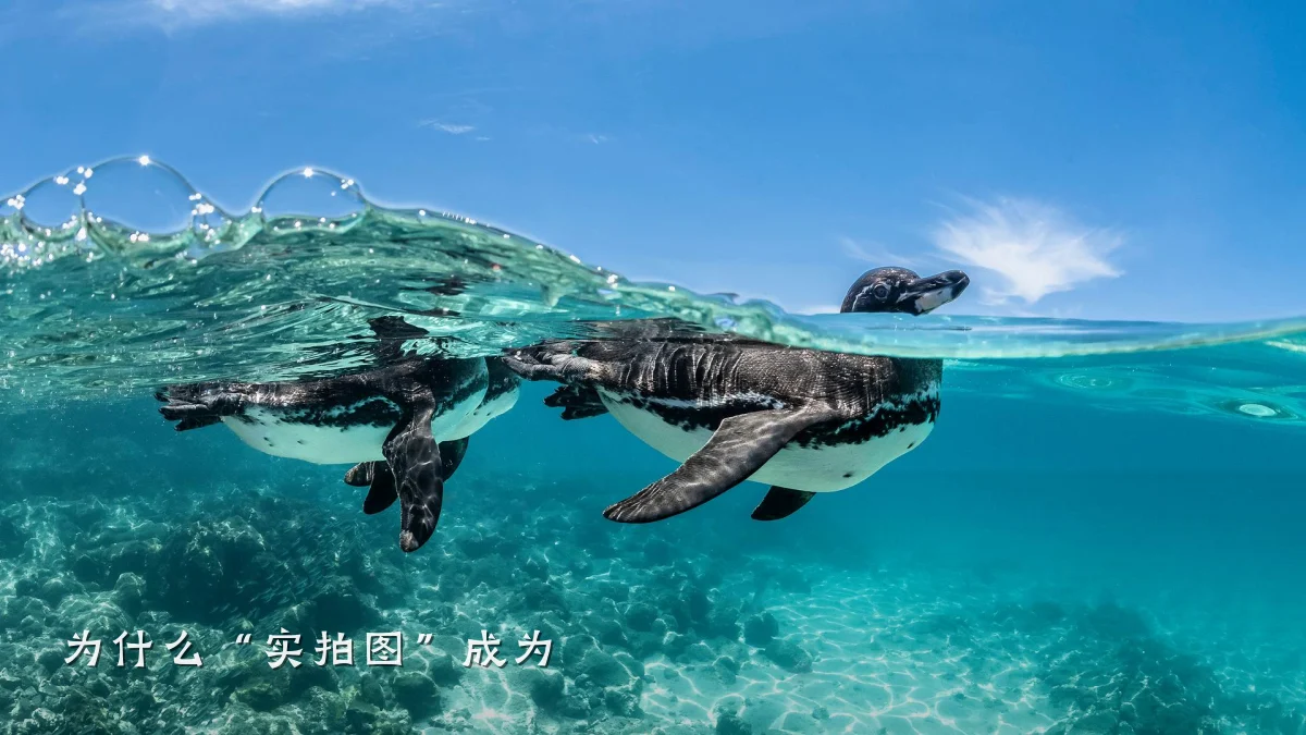 为什么“实拍图”成为